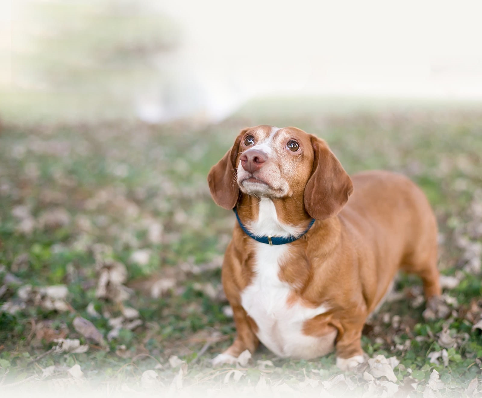 Mon chien est en surpoids. Comment l'aider à perdre son embonpoint ?